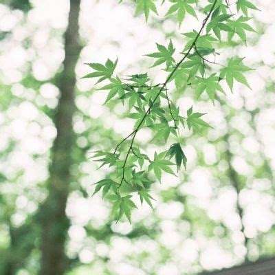 手机最快开奖结果